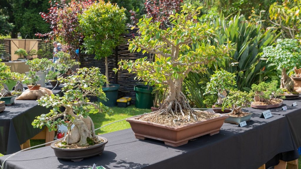 Cape Town hosts its 10th Annual Bonsai Festival