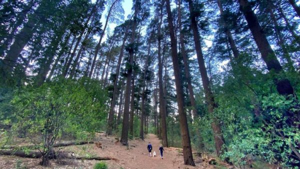 things to do in Cape Town - Newlands Forest