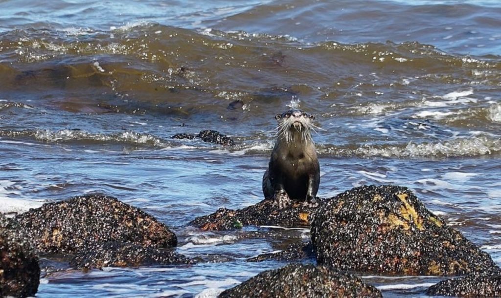 Don't cuddle the otters! - The City warns visitors to keep away from wildlife