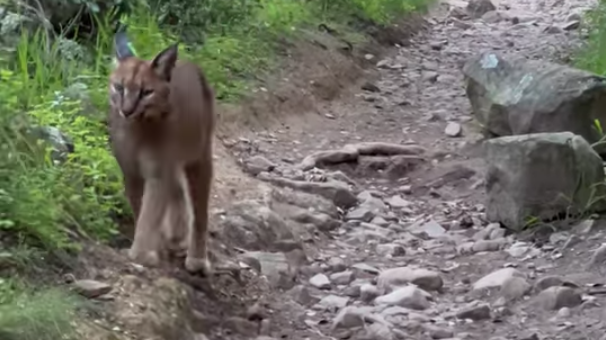 Watch! Hermes the caracal casually strolling along the trail