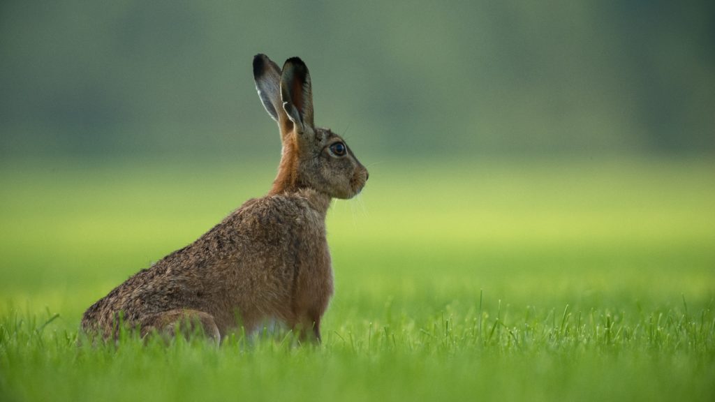 Growing concern over hare and rabbit deaths in SA