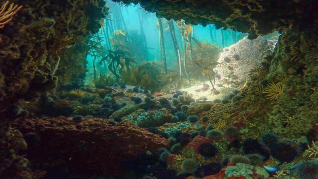 Look! 21 images of Cape Town's magical kelp forests