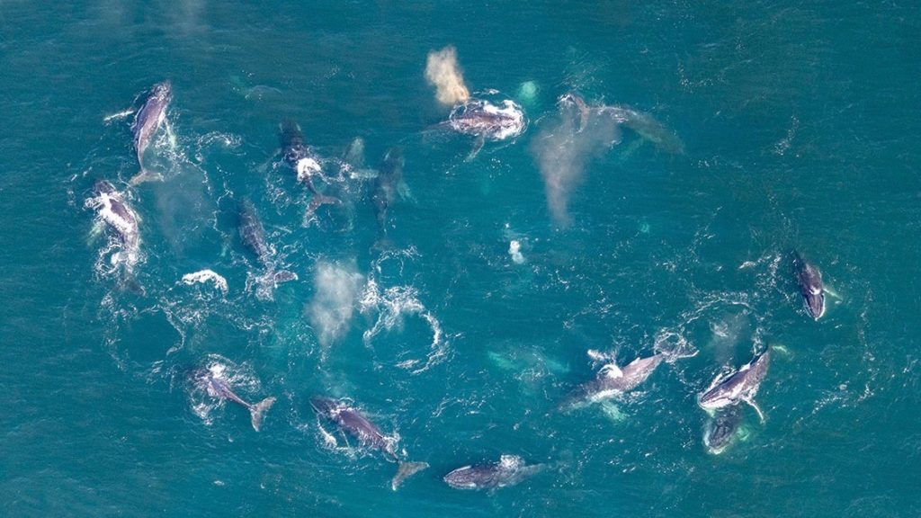 Look! Feeding groups of humpback whales near Dassen Island