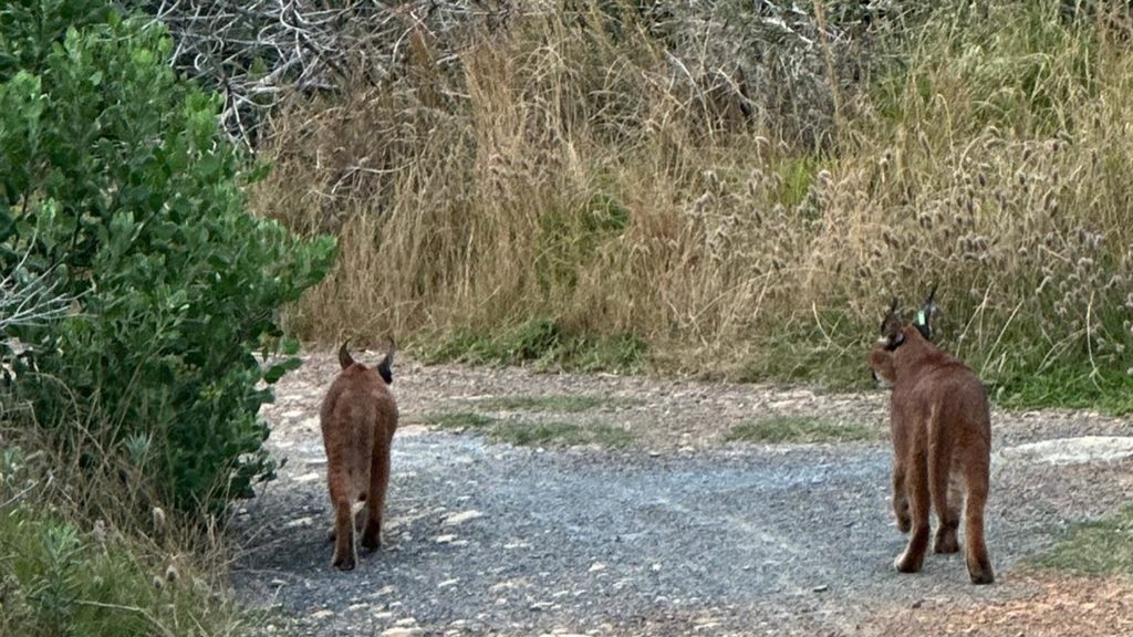 Look! Cape Town's favourite caracal spotted strolling with a friend