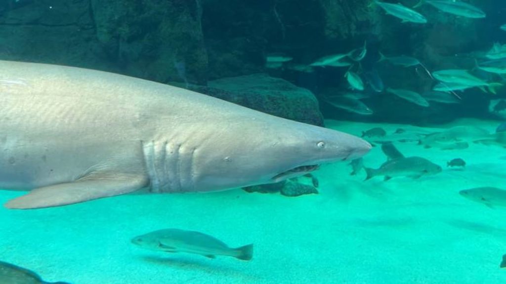 Look! Two Oceans Aquarium welcomes two new ragged-tooth sharks