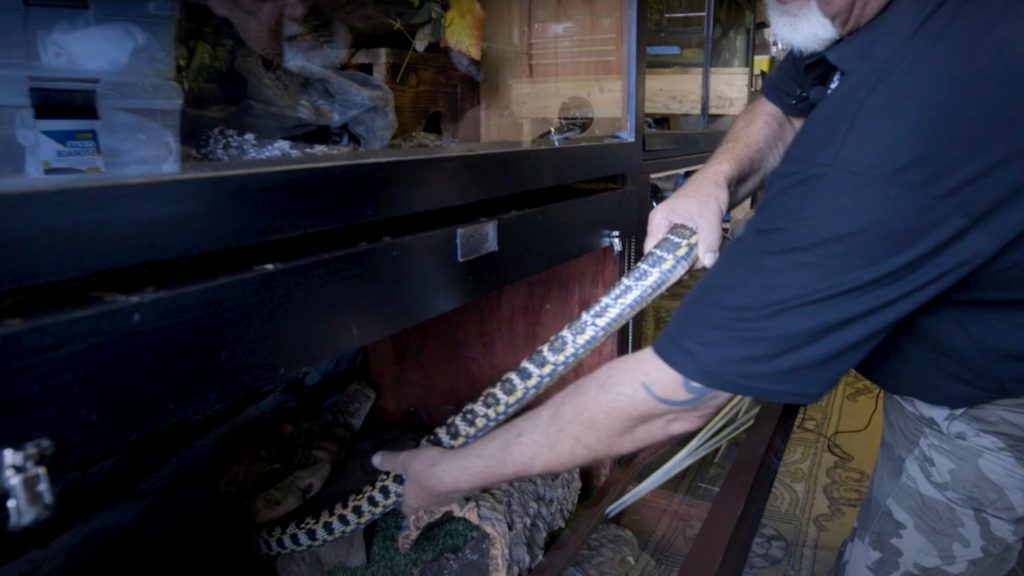 Video: Snake handler has caught twice as many snakes this season