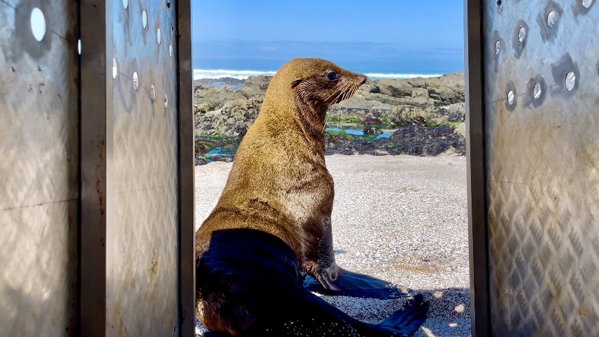 Seal guardians, assemble: The SPCA has launched a Seal Squad