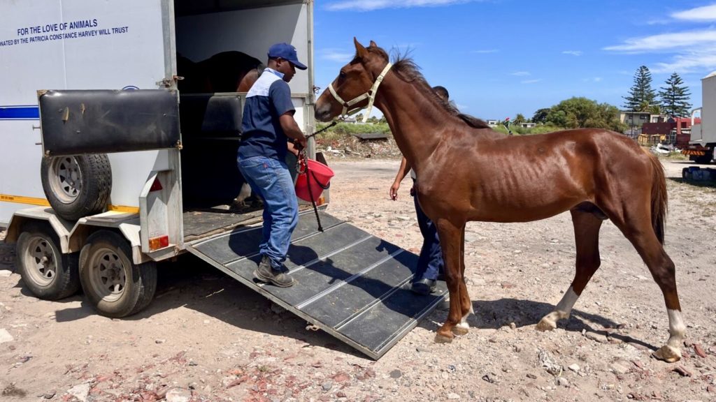 SPCA staff arrest Grassy Park resident for using cruel horse training method