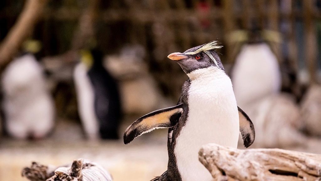 Meet some sweet rockhopper penguins this Penguin Appreciation Day﻿