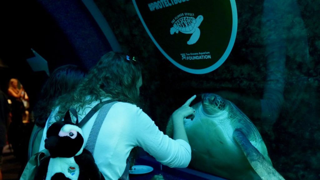 Bob-voyage: Two Oceans Aquarium holds a farewell for Bob the turtle