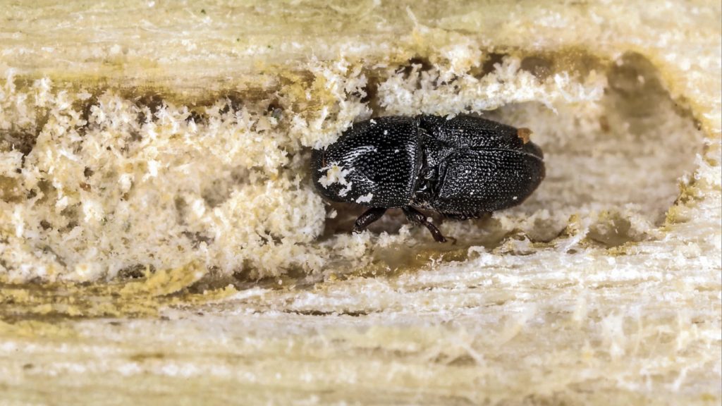 PSHB: More Cape Town suburbs infested by tree-killing beetle
