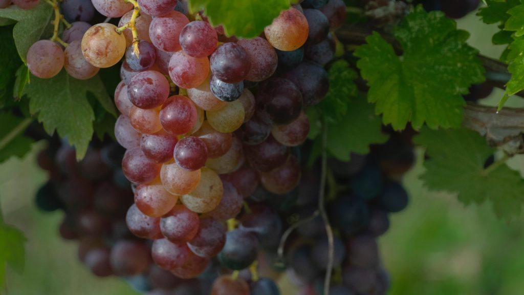 Cape Town woman in court: Grape farm defrauded of millions