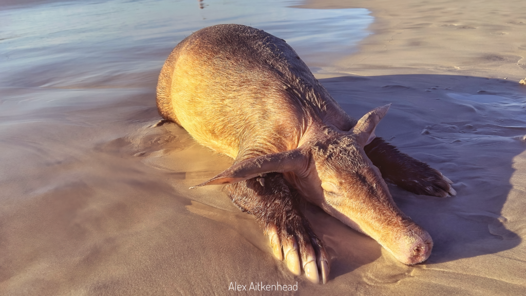 Update: Post-mortem results on Sunset Beach Aardvark revealed
