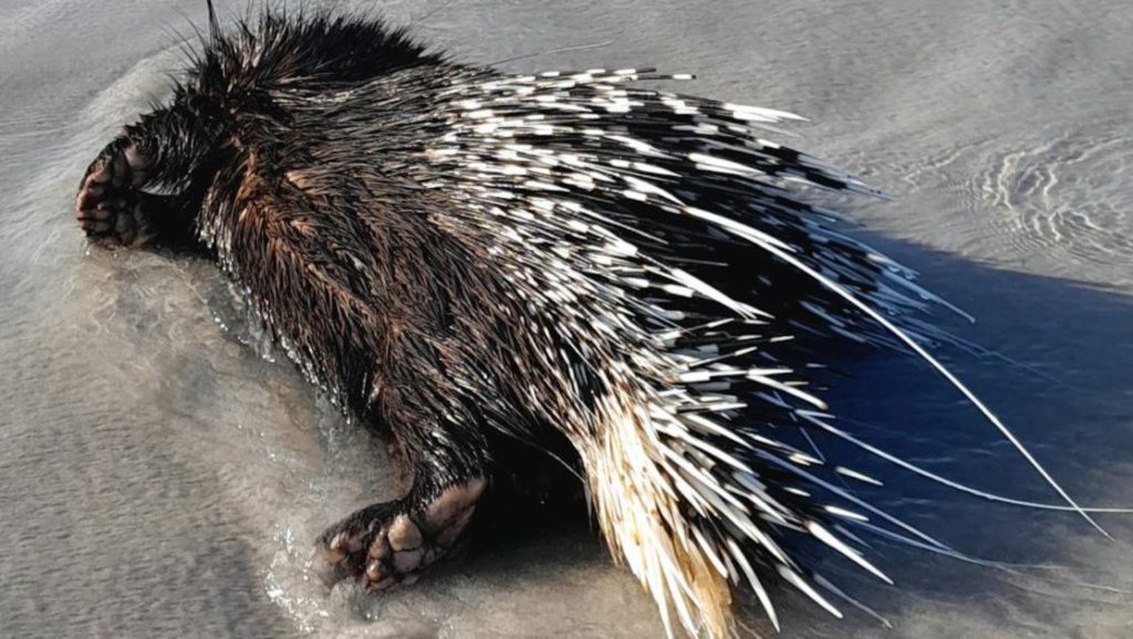Porcupine carcass washes up on Cape Town beach