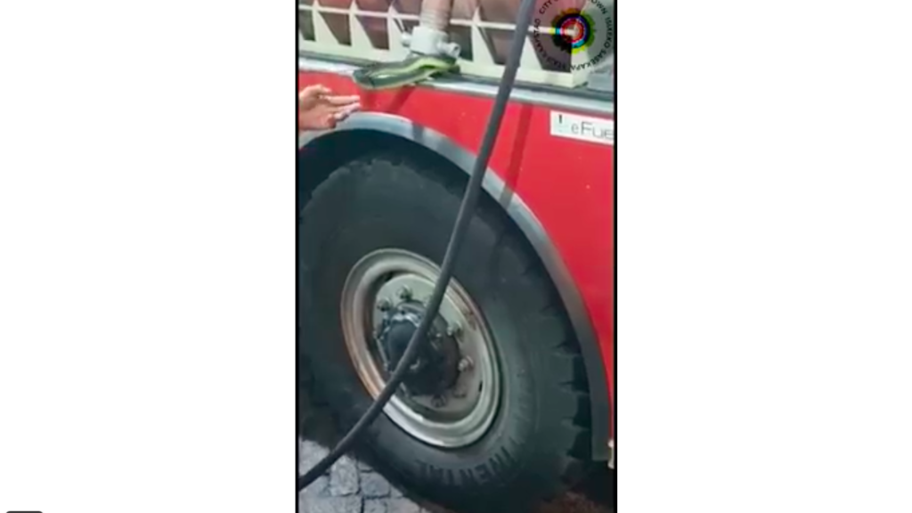 Look! Boomslang hitches a ride with Cape Town firefighters