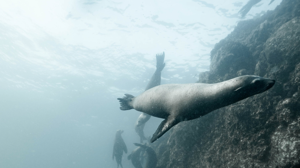 Poison in our oceans is making seals aggressive