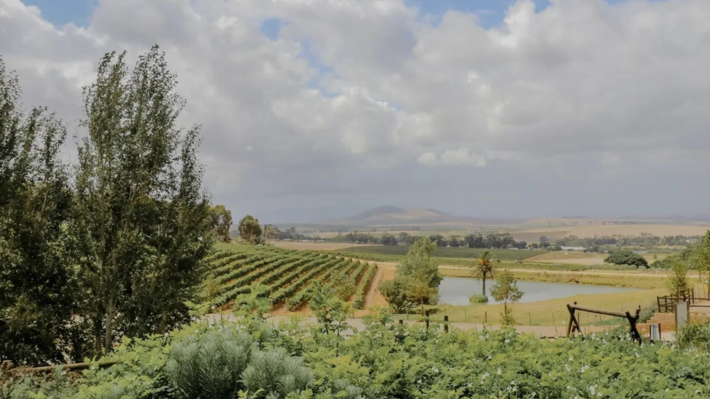 The top 7 must-do things in and around Durbanville