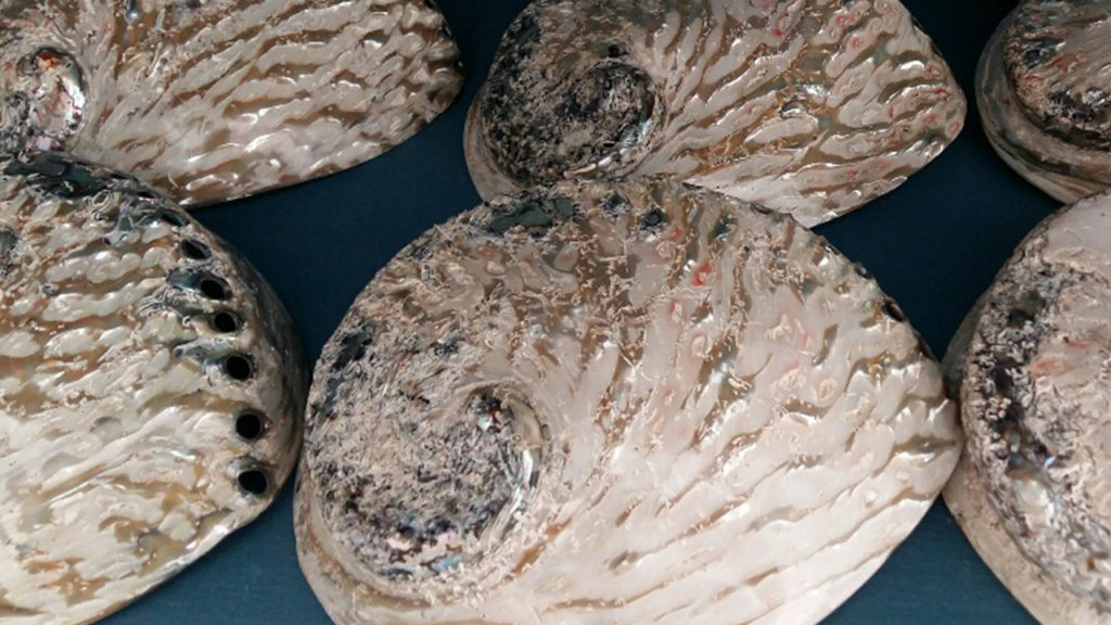 Abalone worth millions seized in Killarney Park