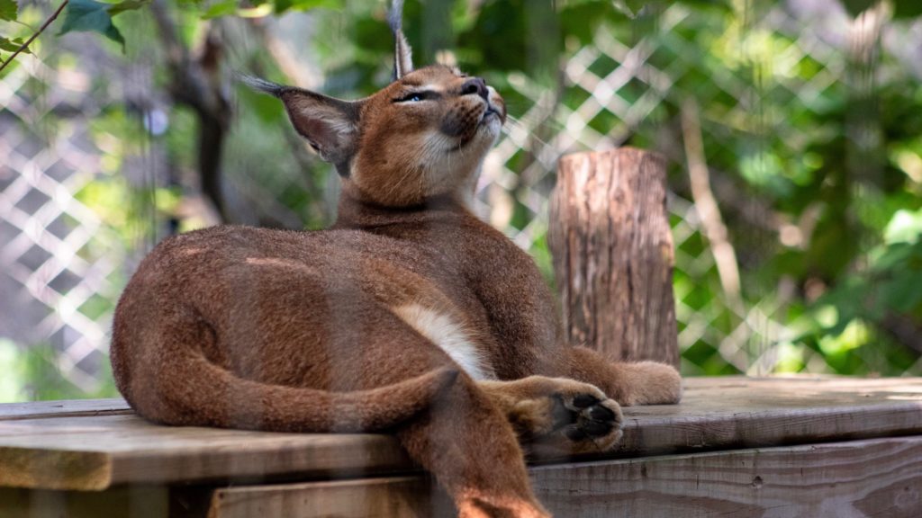Cape Town’s caracals exposed to harmful "forever chemicals"
