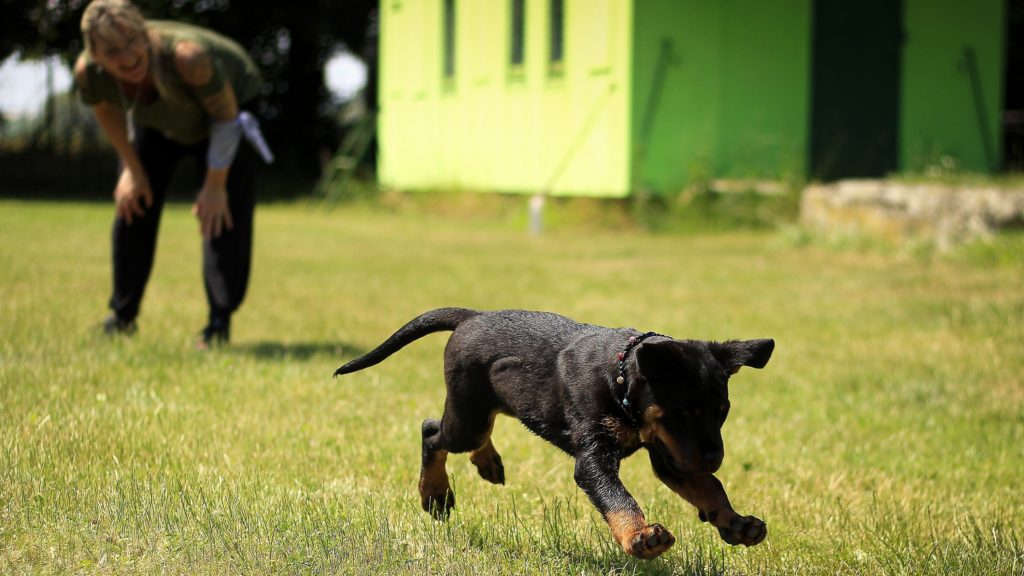 Any new dog owners? It's time for puppy class
