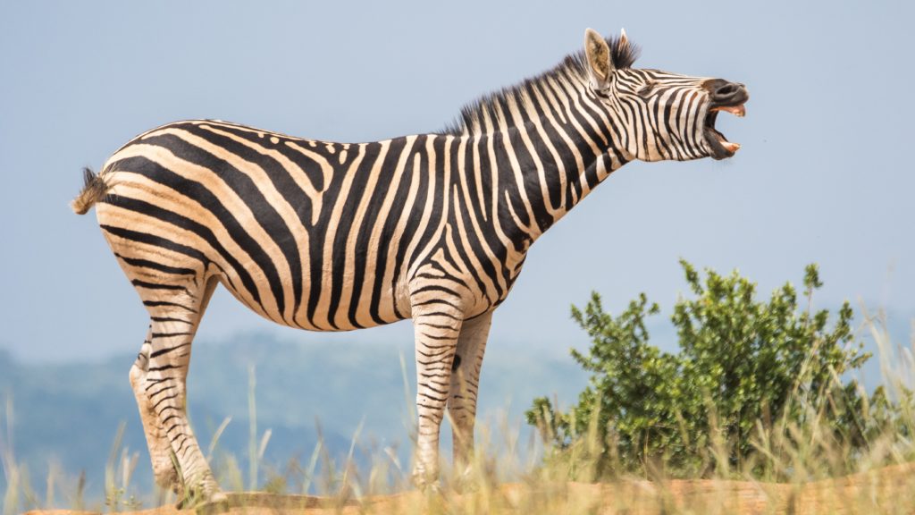 Researchers find zero wrong with zebra meat on the braai