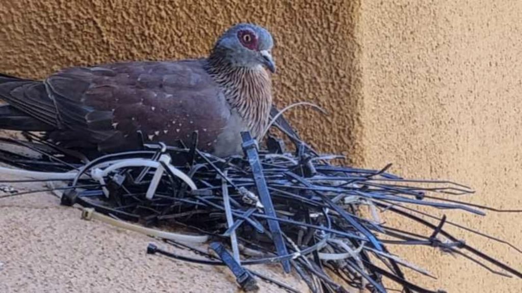 Look at the unconventional way this Cape Town pigeon made its nest