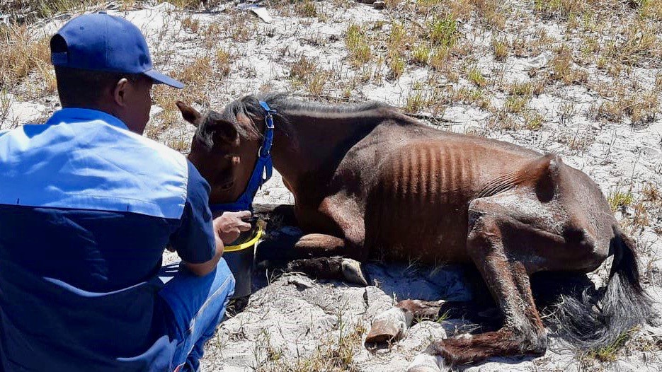 The SPCA rescues an emaciated pony from a desolate school property