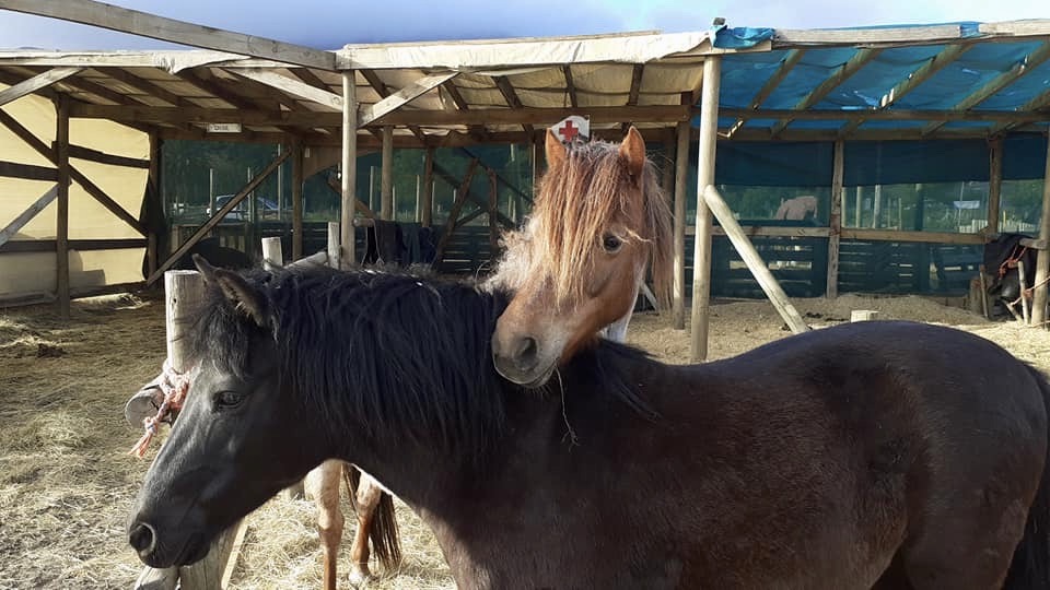 R60,000 worth of equipment stolen from a horse rescue NPO in Noordhoek