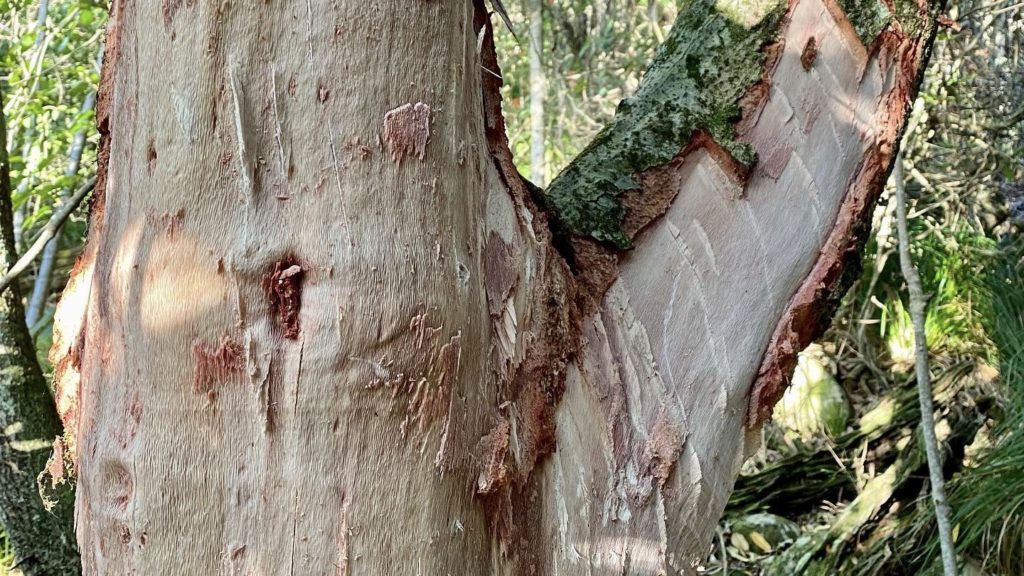 Experts warn of the risks of stripping bark from Table Mountain's trees