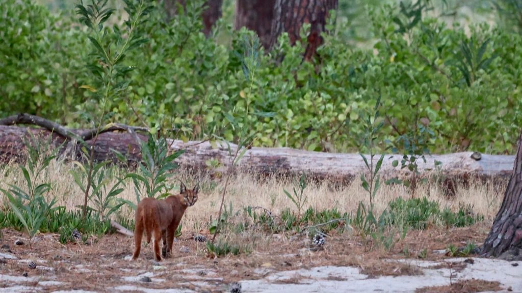 Another caracal was spotted, this time near Cape Point
