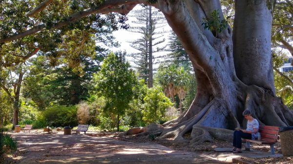 things to do in Cape Town - Arderne Gardens