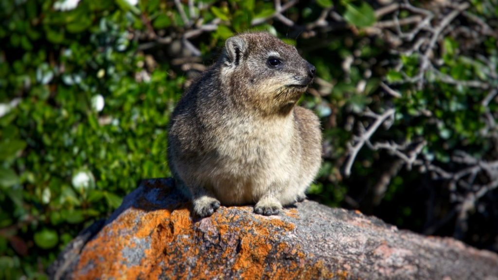 The SPCA warns holiday goers of hitchhiking dassies