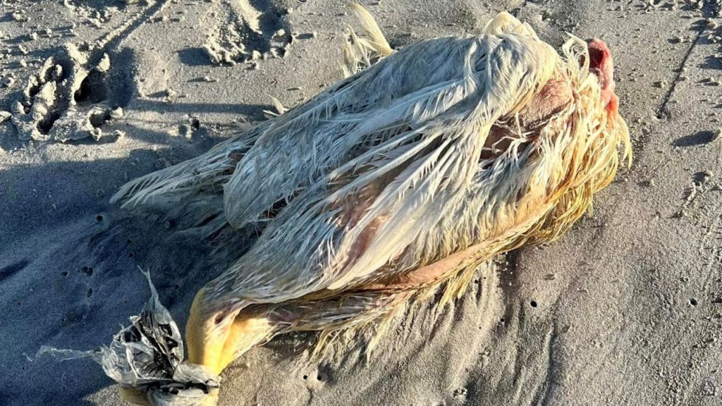 More animals wash up on Cape Town beaches – animal rituals suspected