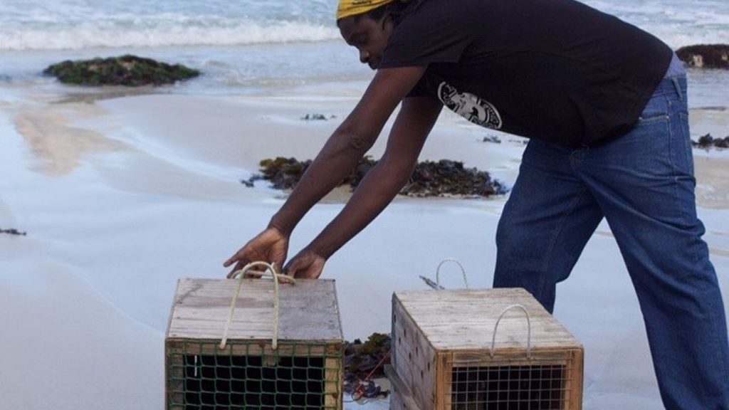 Two rehabilitated seal yearlings released back into the wild