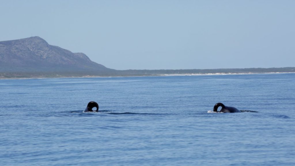 A pair of orcas kill 17 sharks in feeding frenzy near Gansbaai