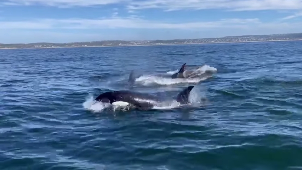 Watch: Large group of killer whales cruising around Plettenberg Bay