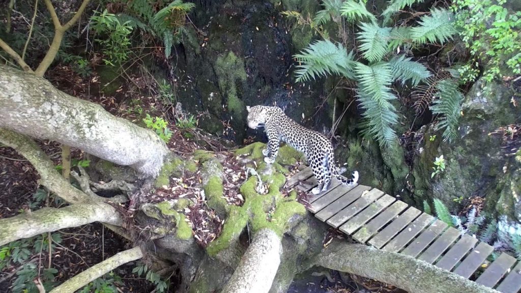 Watch: Cape Leopard caught on hidden camera at Paul Clüver Wines