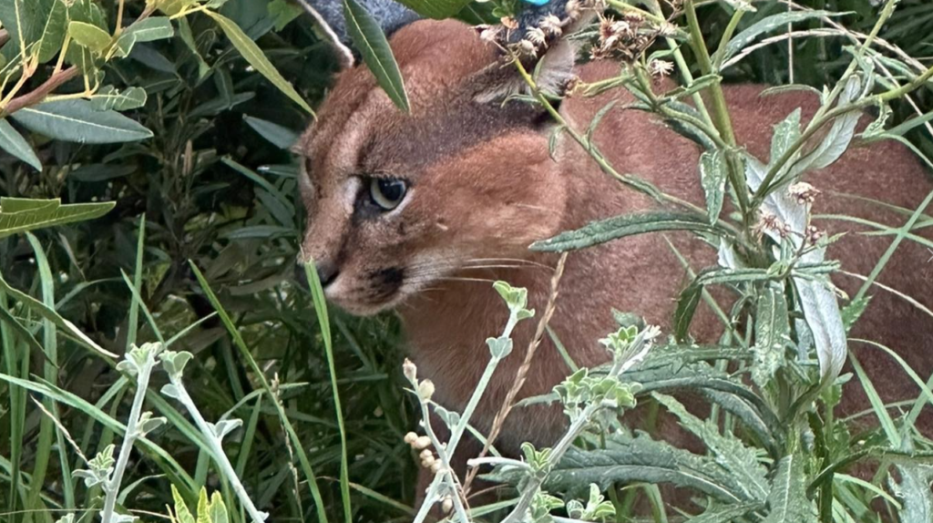 Watch: Caracal released back into the wild after dog attack