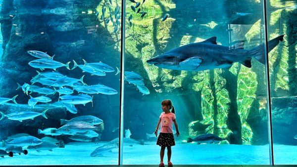 Two Oceans Aquarium. Picture: Barrie Swart