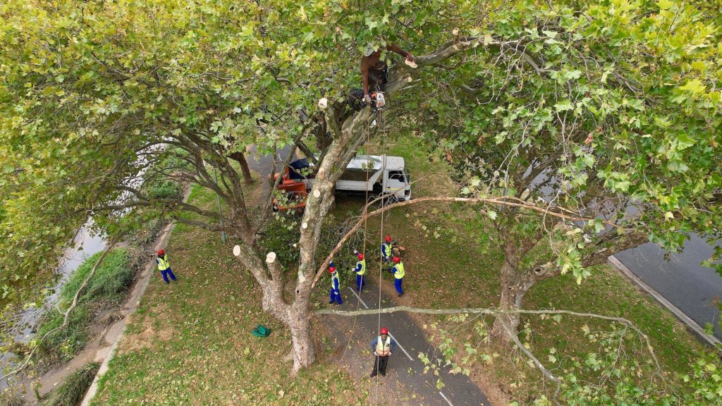 Residents encouraged to participate in the City's tree replacement initiative