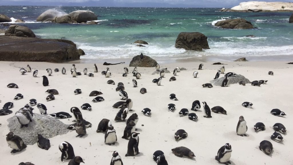 Your ultimate guide to encountering wildlife in Cape Town