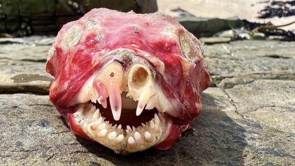 Creepy fish. Picture: Jean le Roux / Facebook