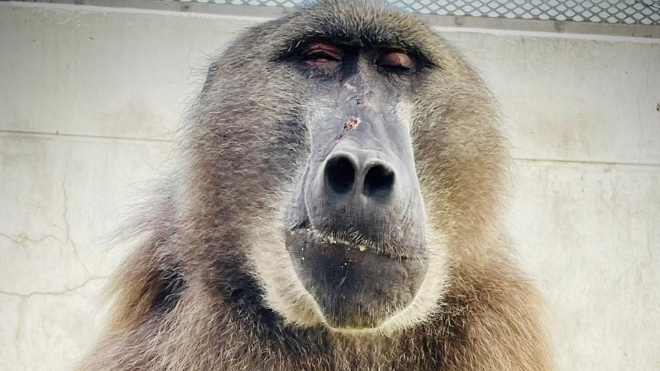 SPCA forced to euthanise another baboon in Cape Town