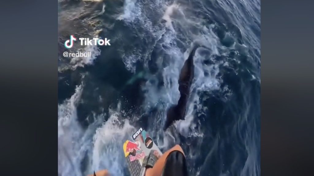 Video: Red Bull kitesurfer encounters whales in Cape Town