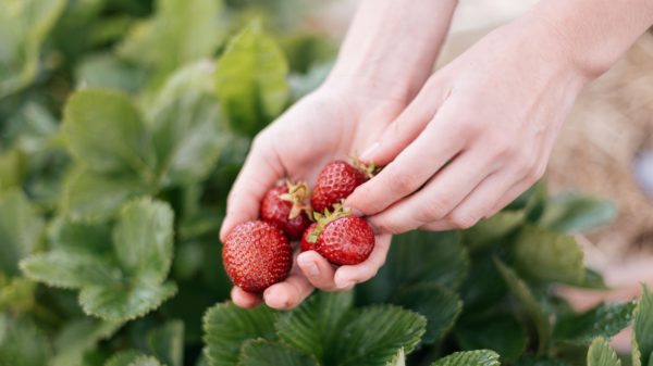 Strawberry picking at Mooiberg - things to do in Stellenbosch