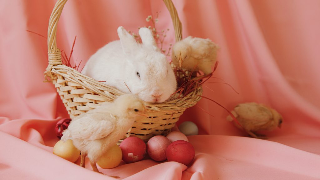 Animals are not toys: This Easter, support SPCA's fight to eradicate cruelty