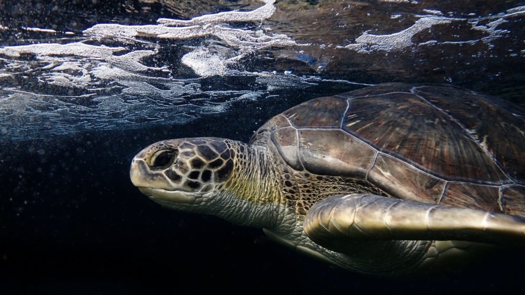 Bob's tenth tracking update sees the green turtle's two-month mark at sea