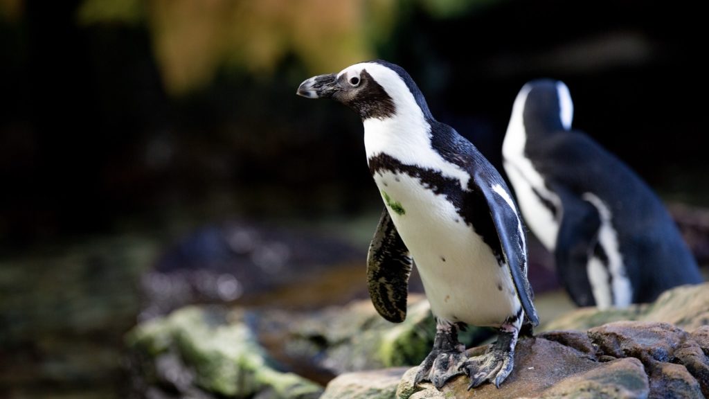 Waddle 15km this Sunday to support the well-being of the African penguin