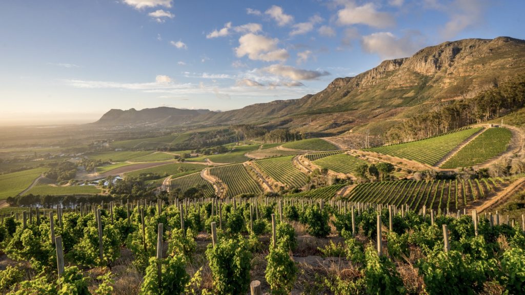 Wine not? Explore Cape Town's rich vineyards on these top tasting tours
