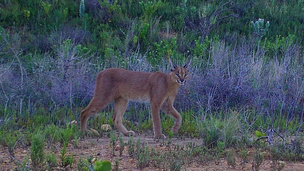 Look: Frame-worthy snaps of a caracal caught on candid camera